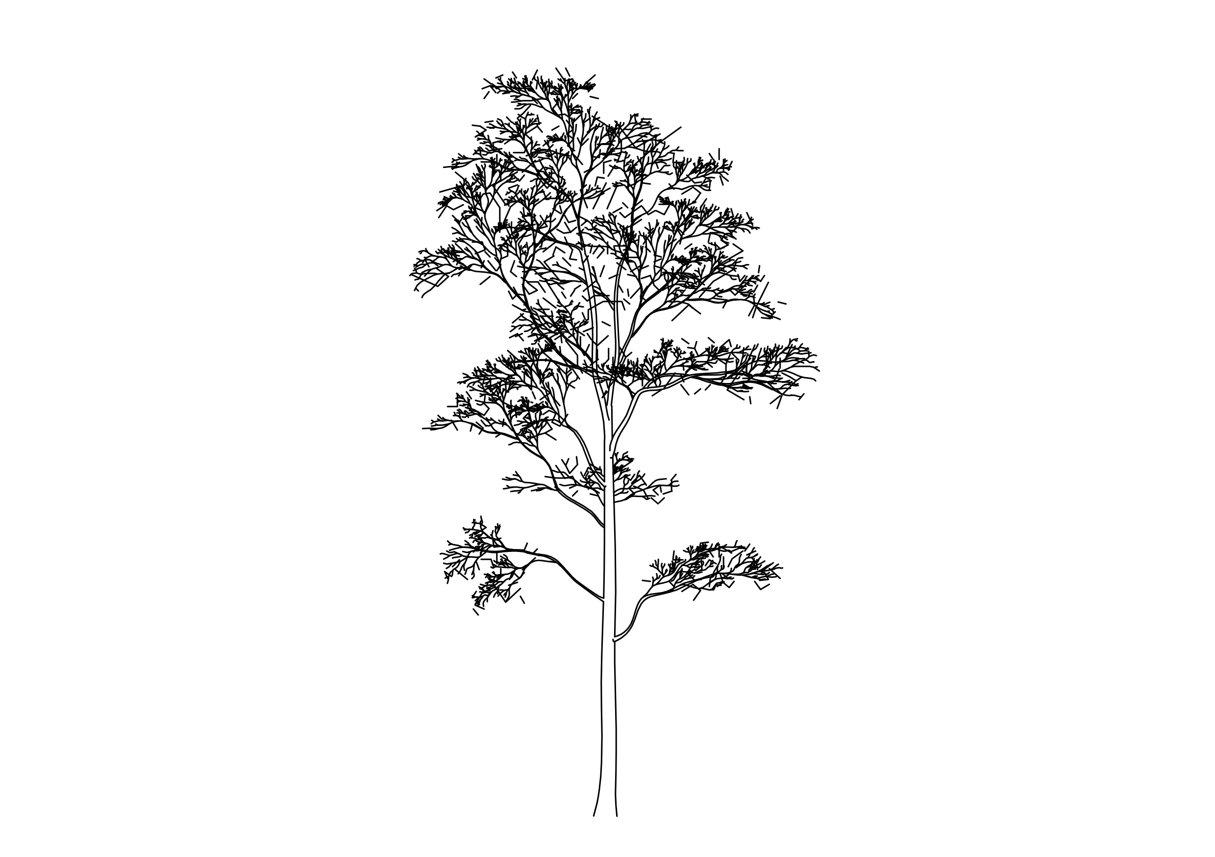 Free Tree Elevation CAD Block – DWG, DXF, PDF Format