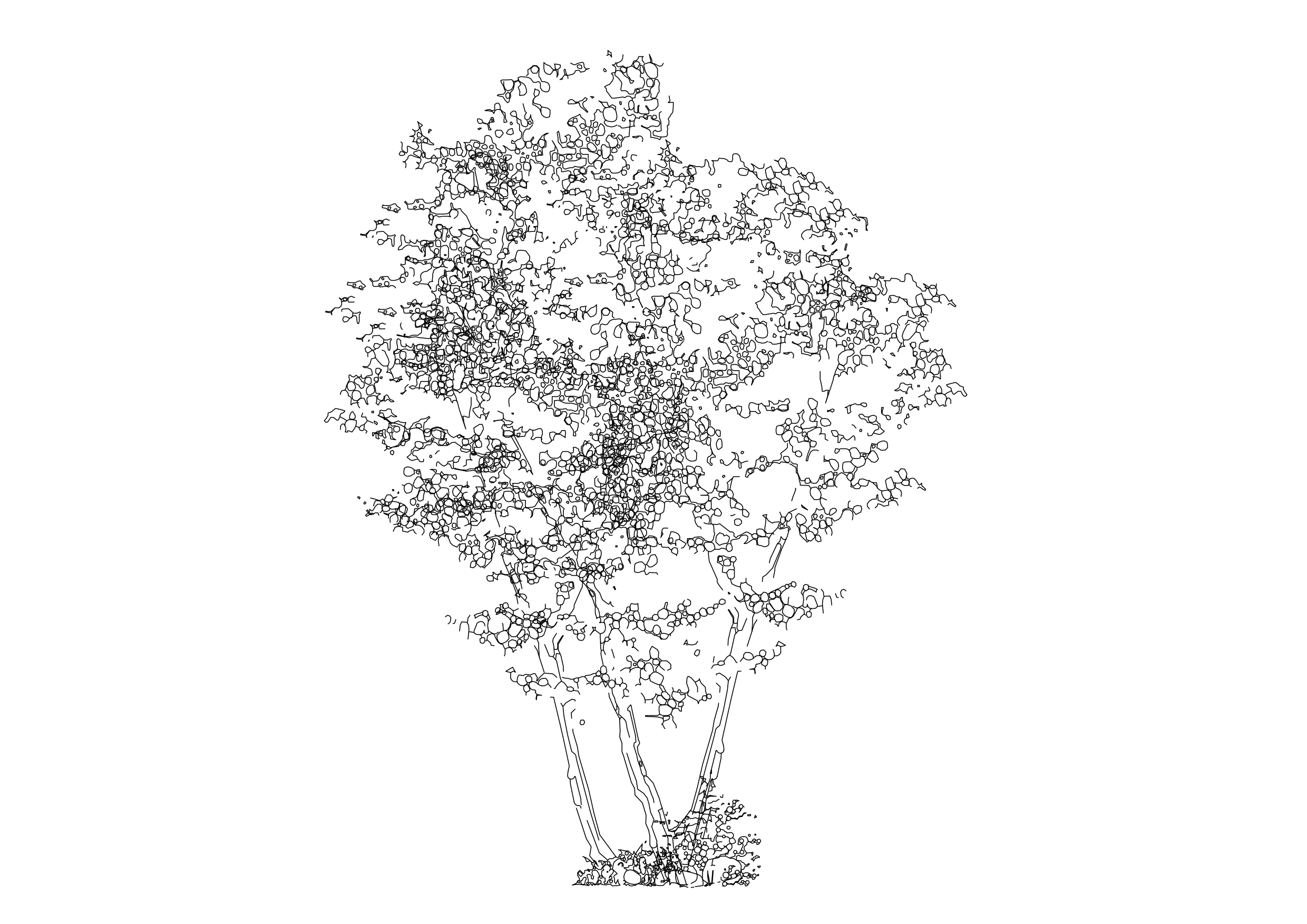 Free Tree Elevation CAD Block – DWG, DXF, PDF Format