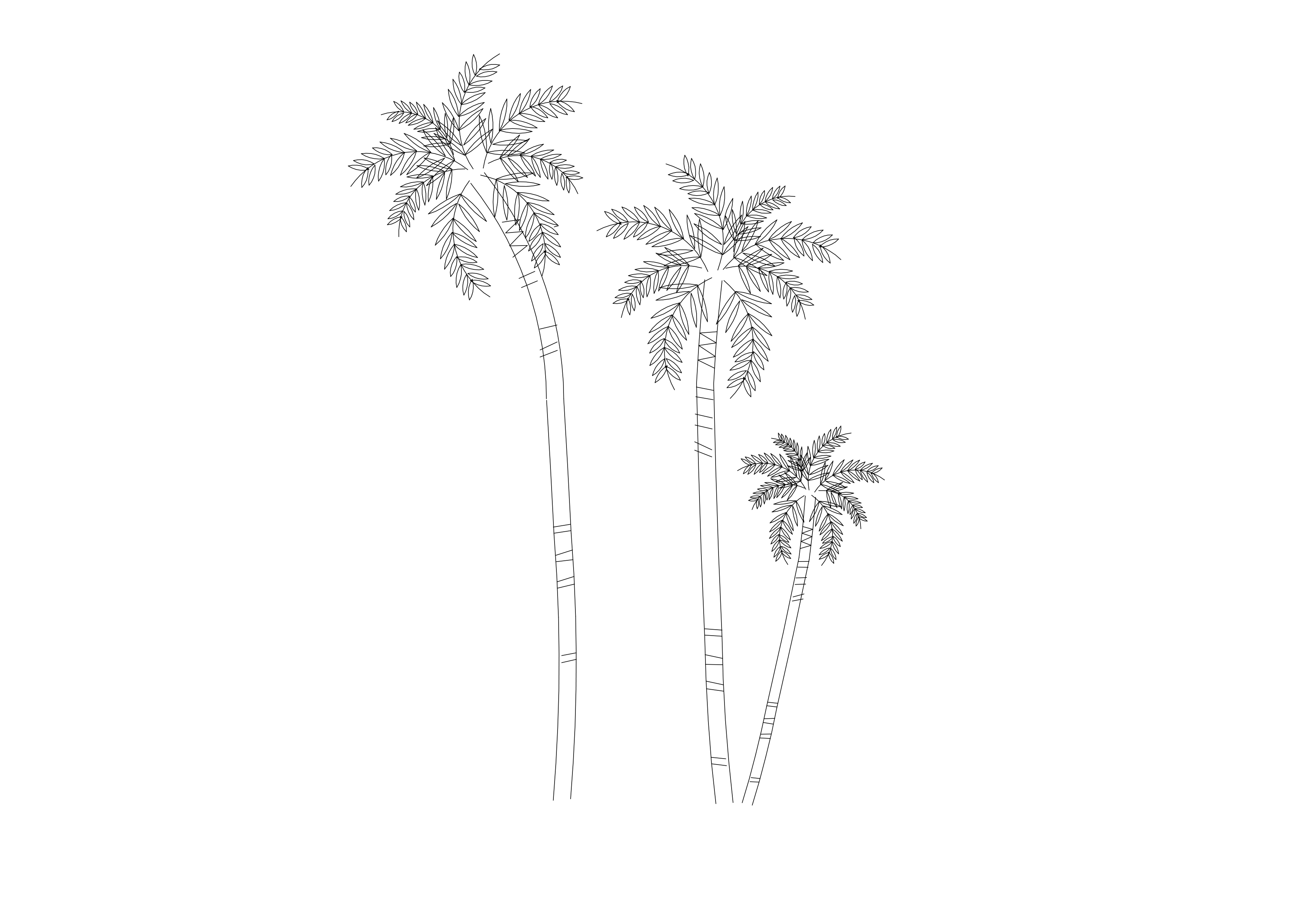 Free Palm Trees Elevation CAD Block – DWG, DXF, PDF Format