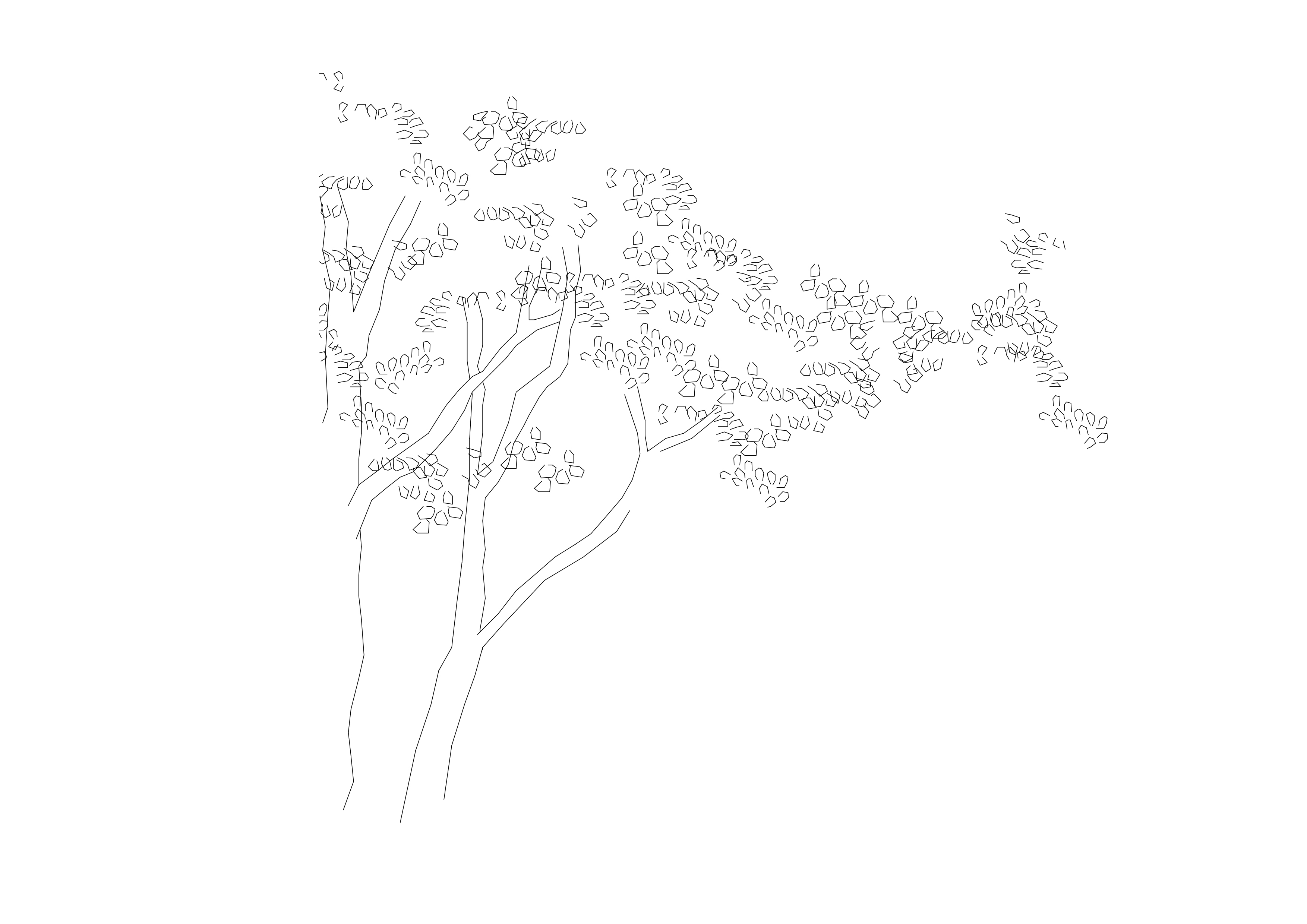 Free Tree Elevation CAD Block – DWG, DXF, PDF Format