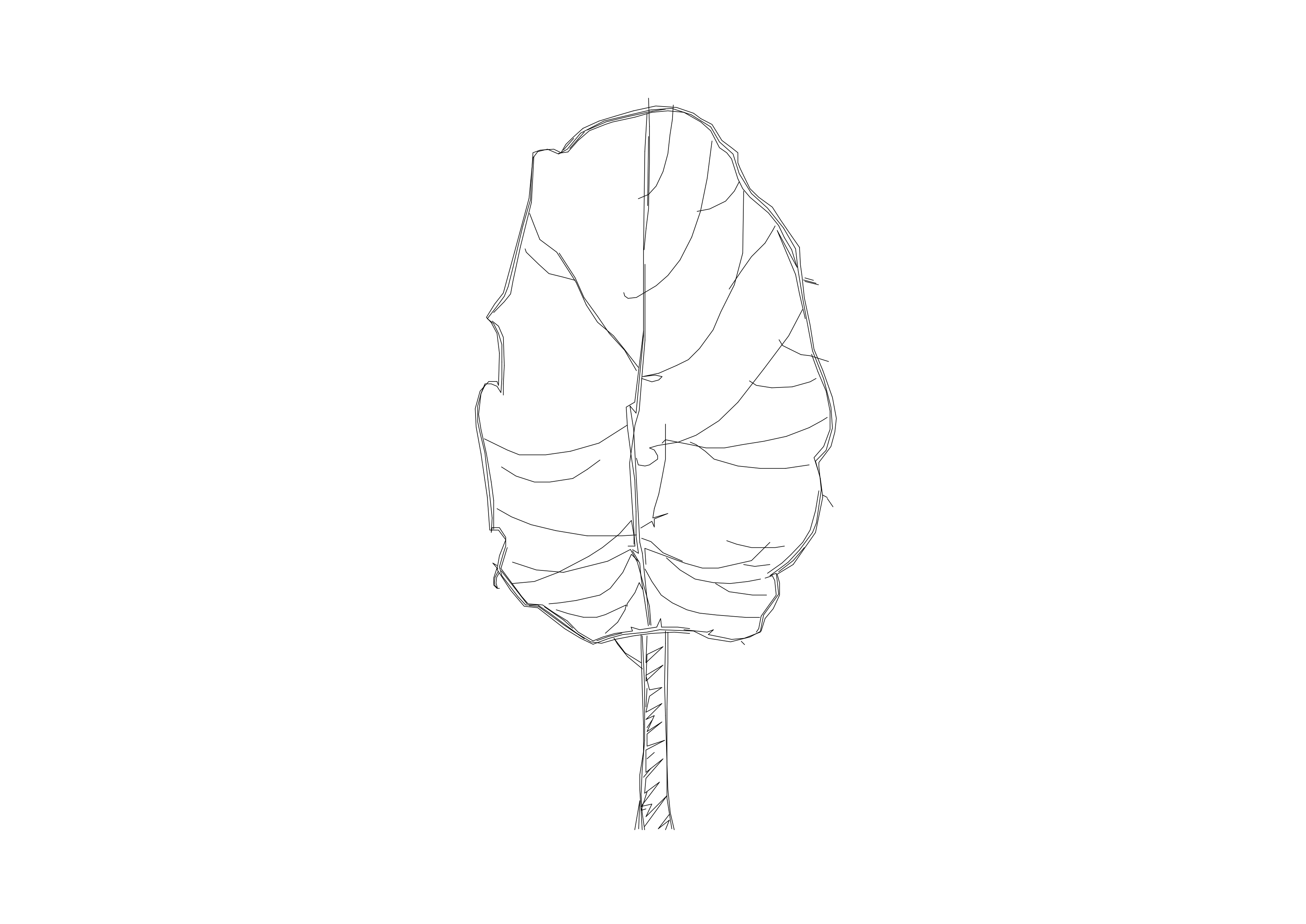 Free Tree Elevation CAD Block – DWG, DXF, PDF Format